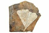 Ginkgo Leaf From North Dakota - Paleocene #253837-1